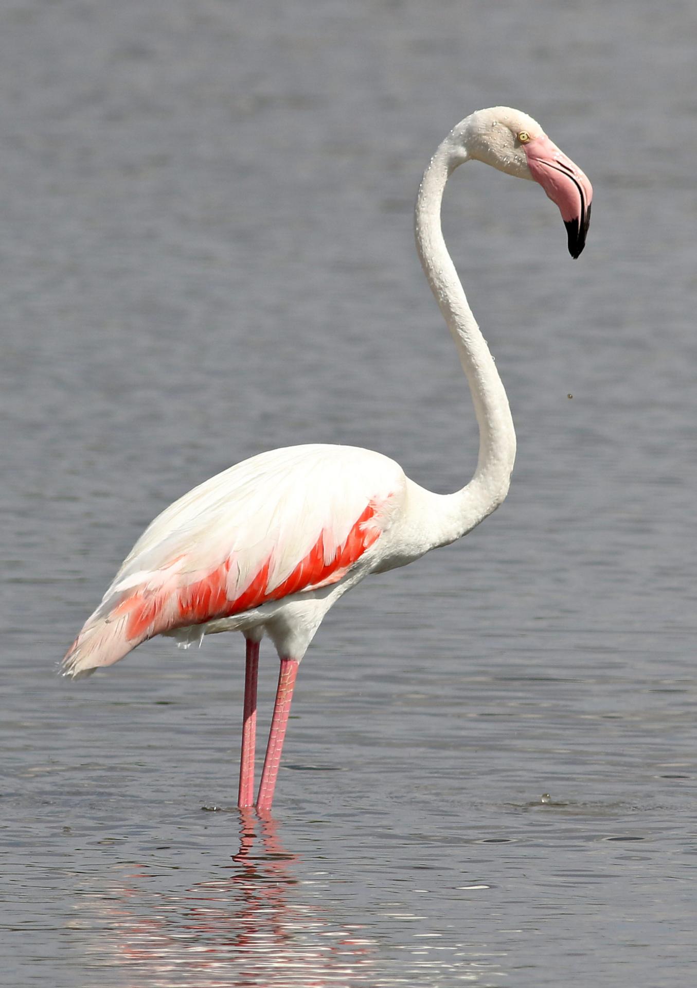 Greater flamingo phoenicopterus roseus at marievale nature reserve gauteng south afr 22773937344